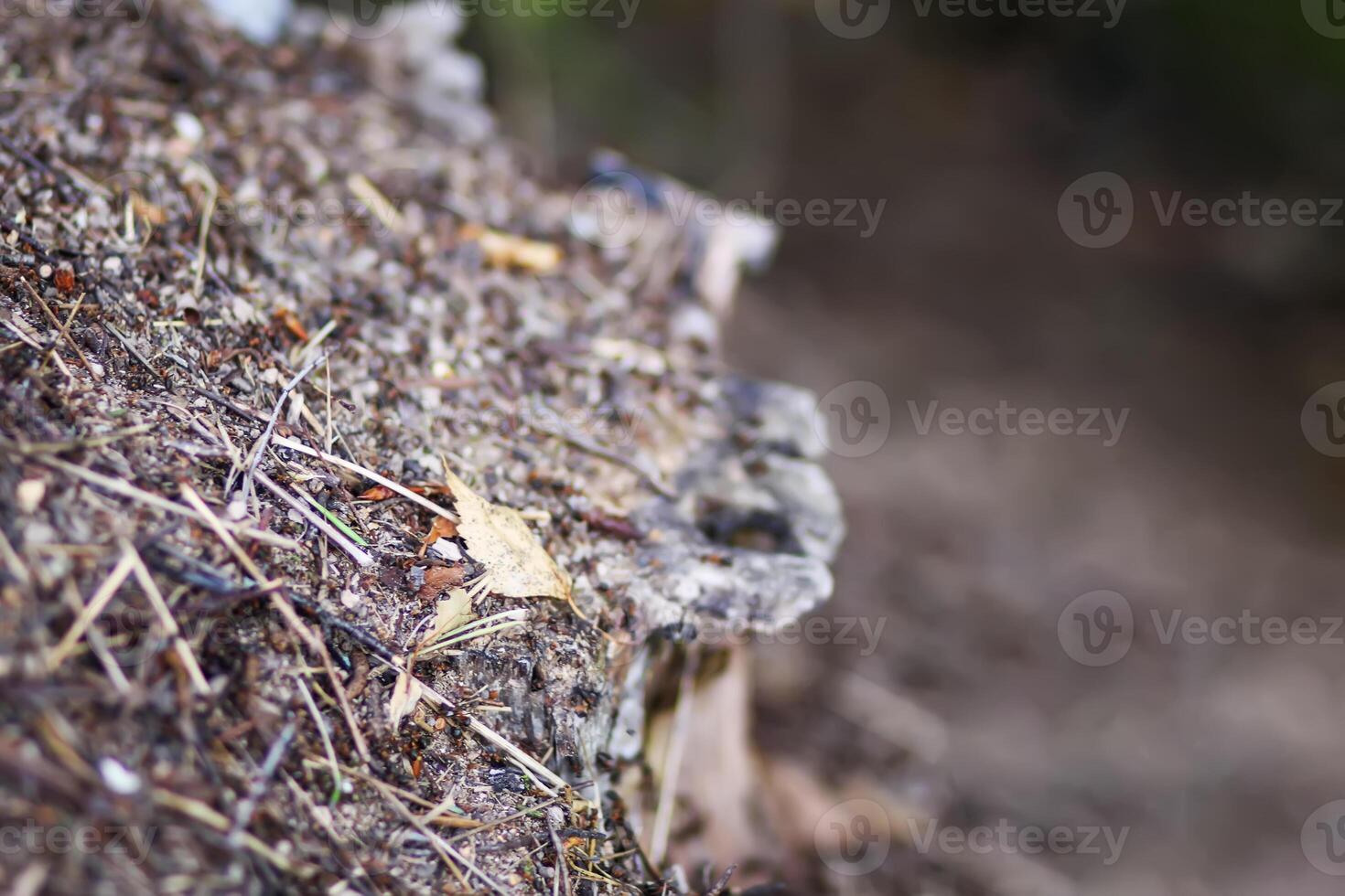An anthill with a colony of ants in a wild forest. photo