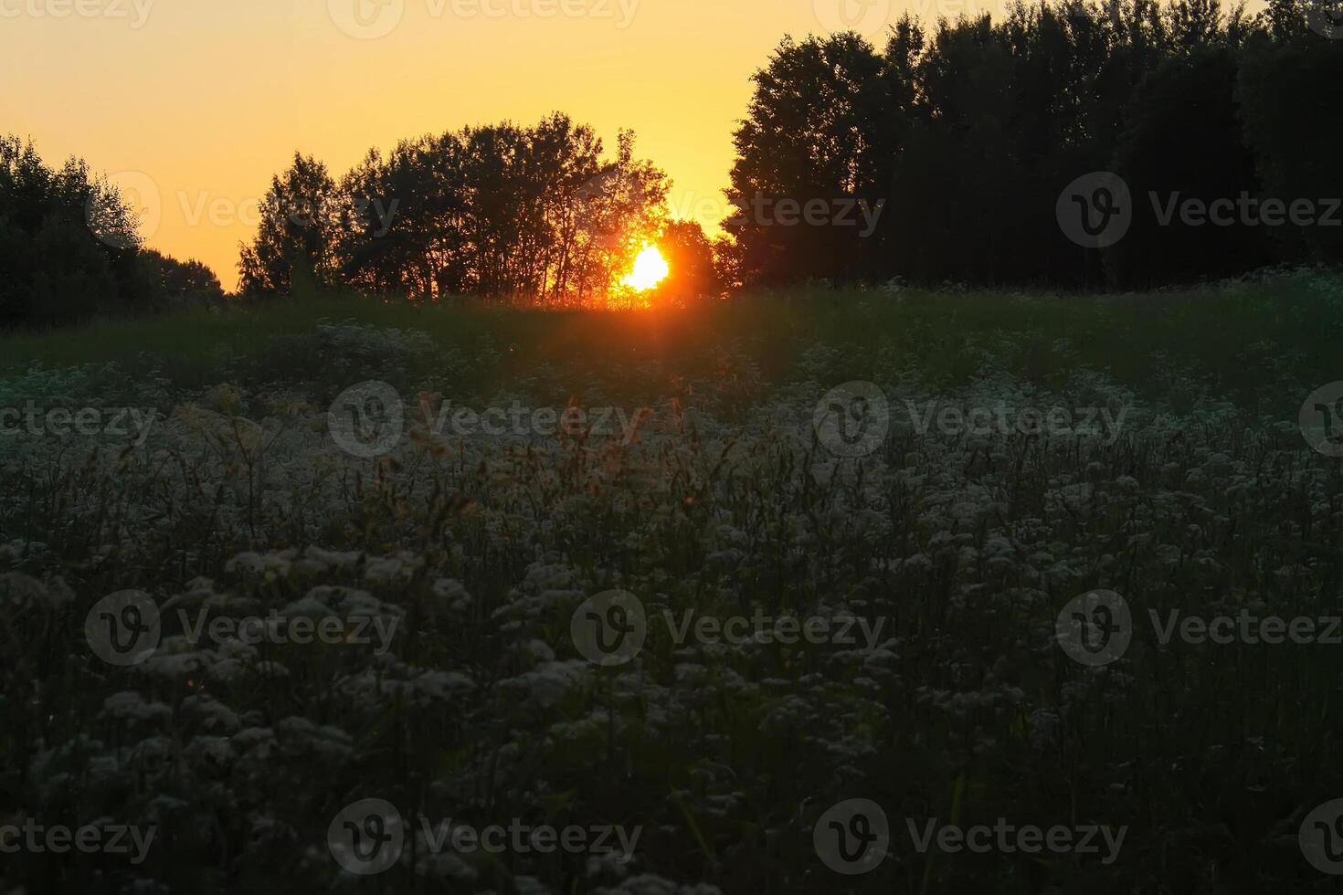 Summer landscape in the countryside photo