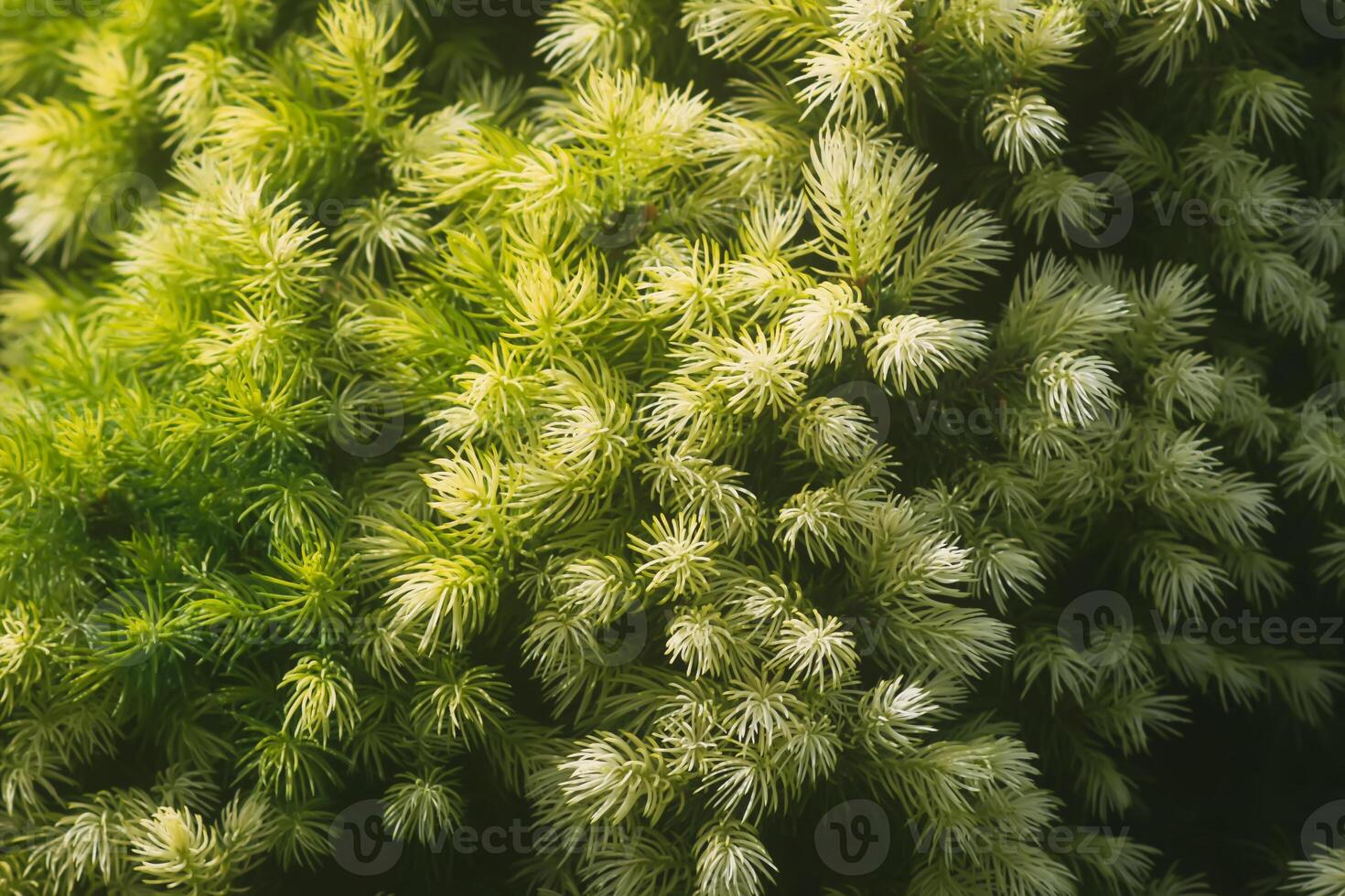 Spruce trees in a summer park. Evergreen trees close up in sunlight. photo