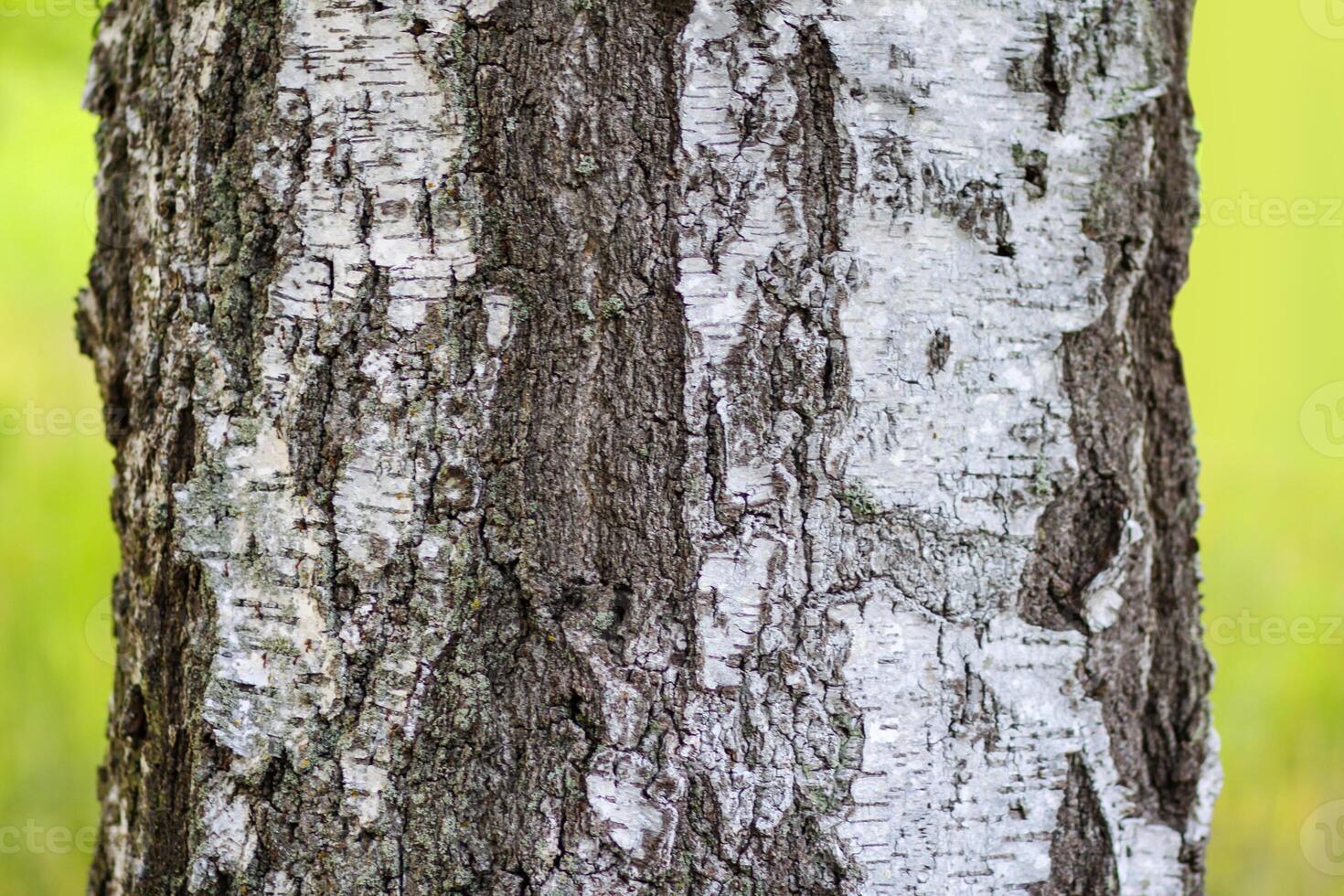 Tree bark with lichen. Nature in a wild forest. photo