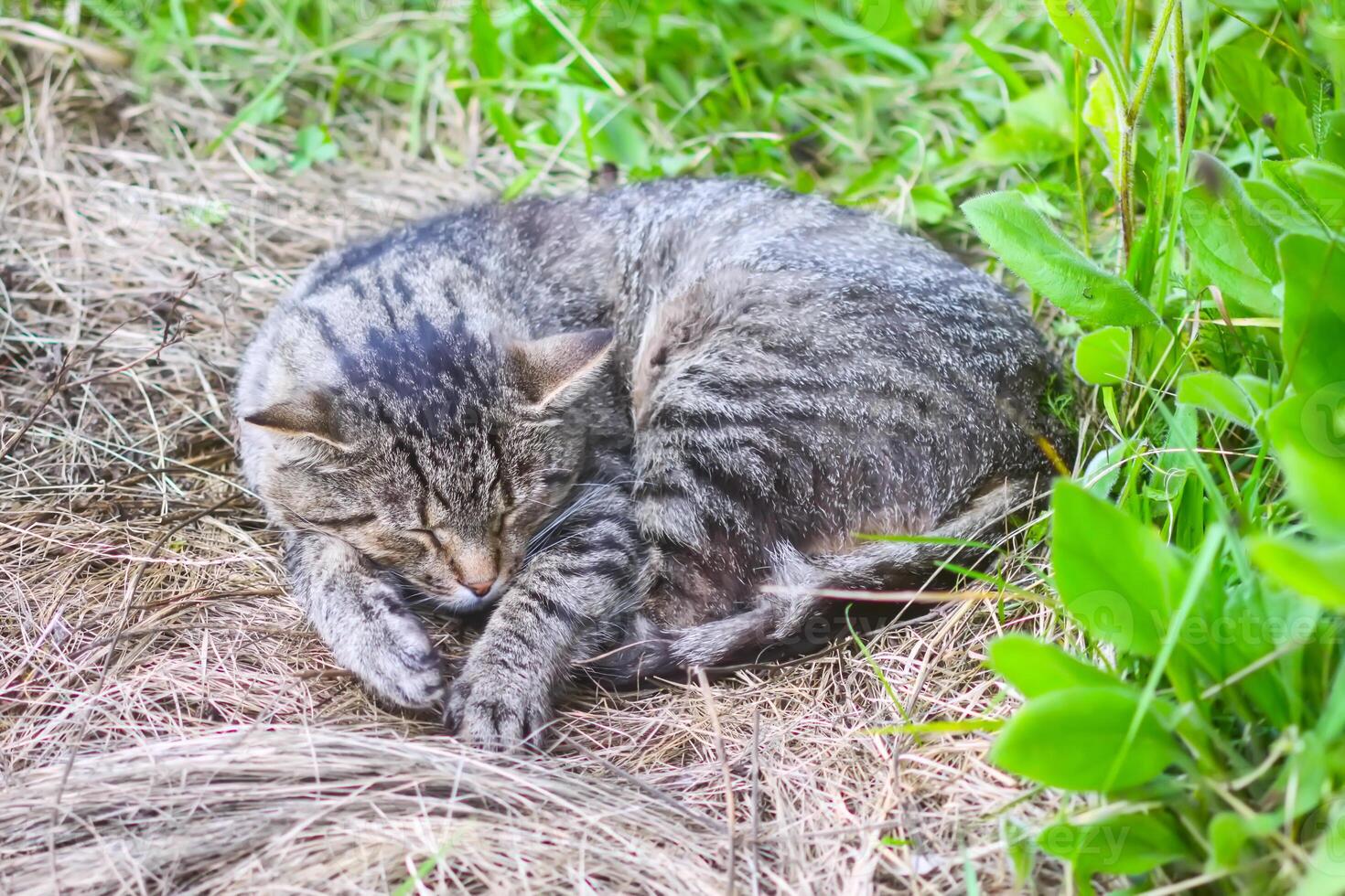 Lazy domestic cat sleeping outdoors. photo