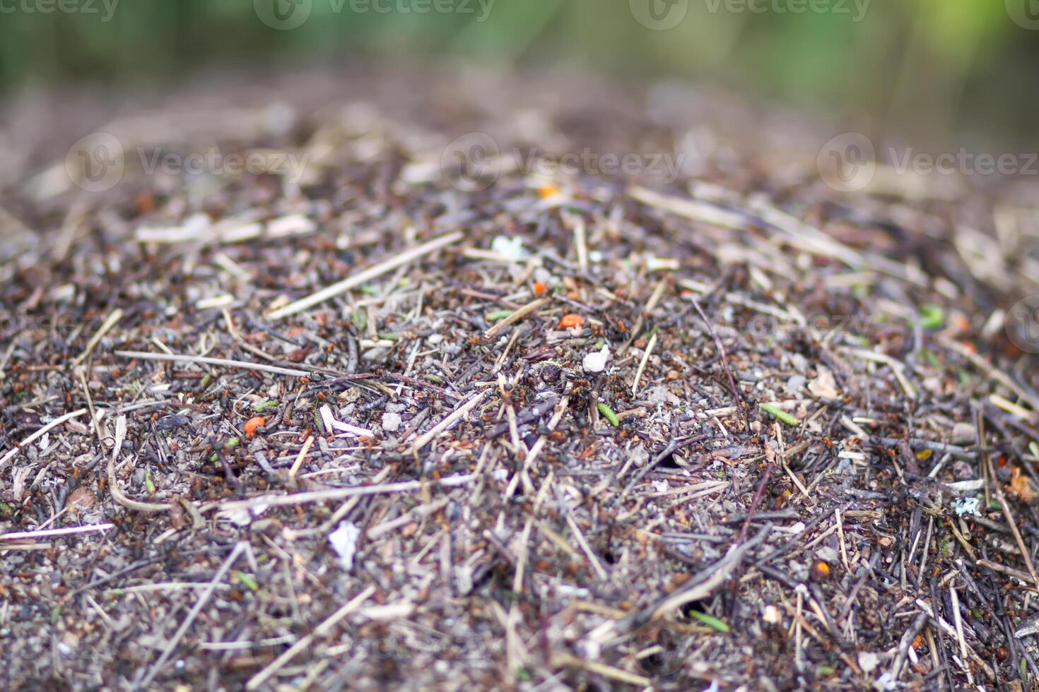 An anthill with a colony of ants in a wild forest. photo