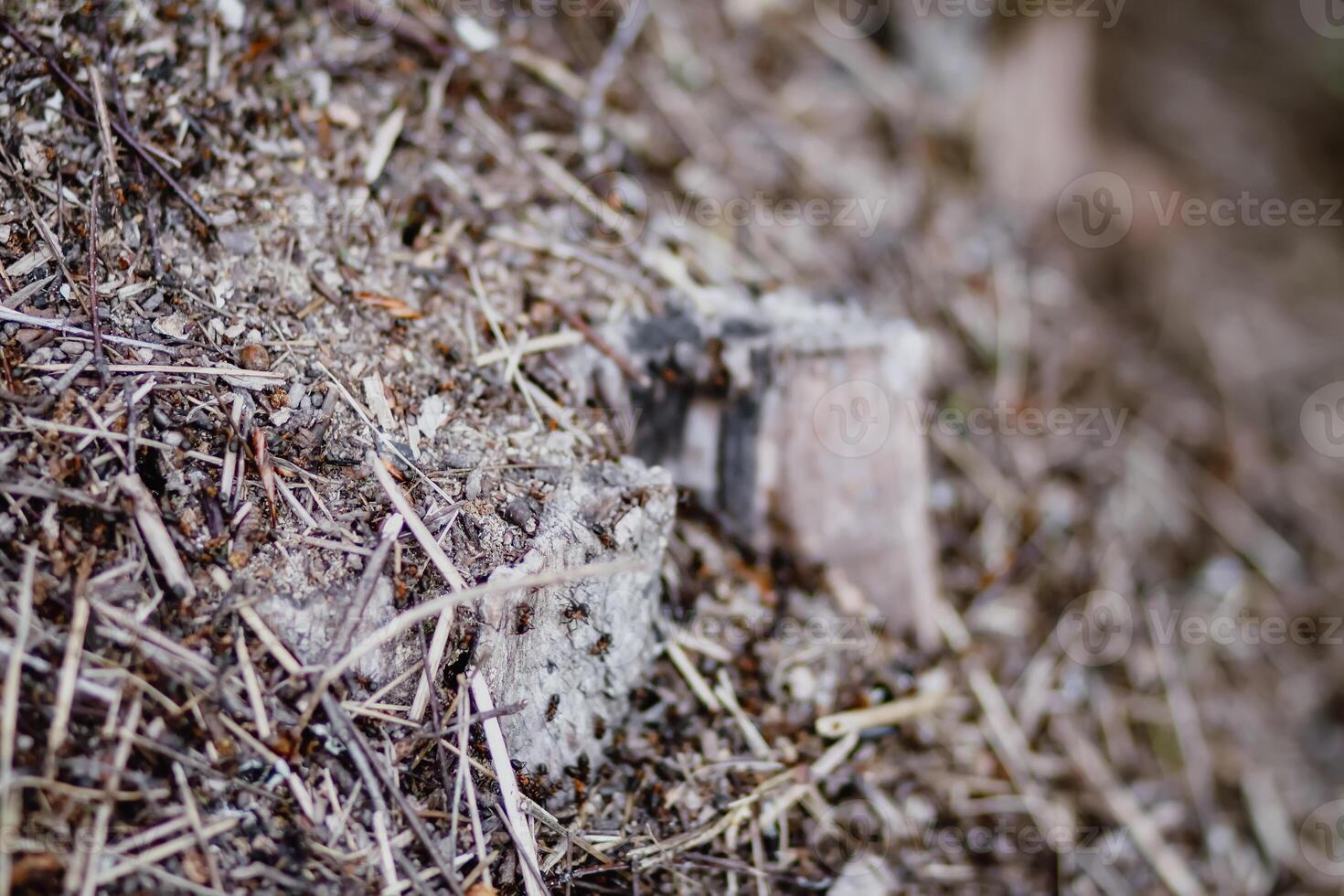 An anthill with a colony of ants in a wild forest. photo