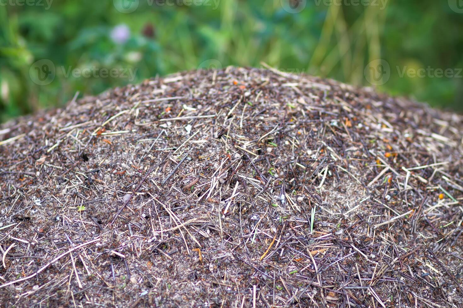 An anthill with a colony of ants in a wild forest. photo