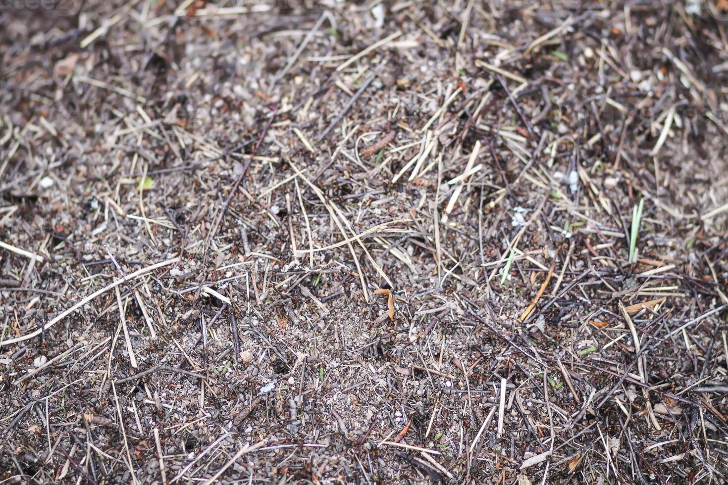 An anthill with a colony of ants in a wild forest. photo