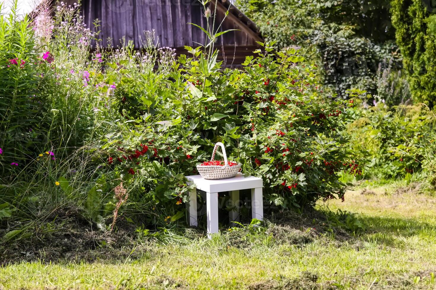 Red currant berries in the berry picking season in the countryside. photo