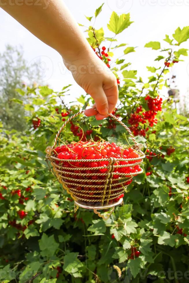 Red currant berries in a small basket in a hand on summer garden background. photo