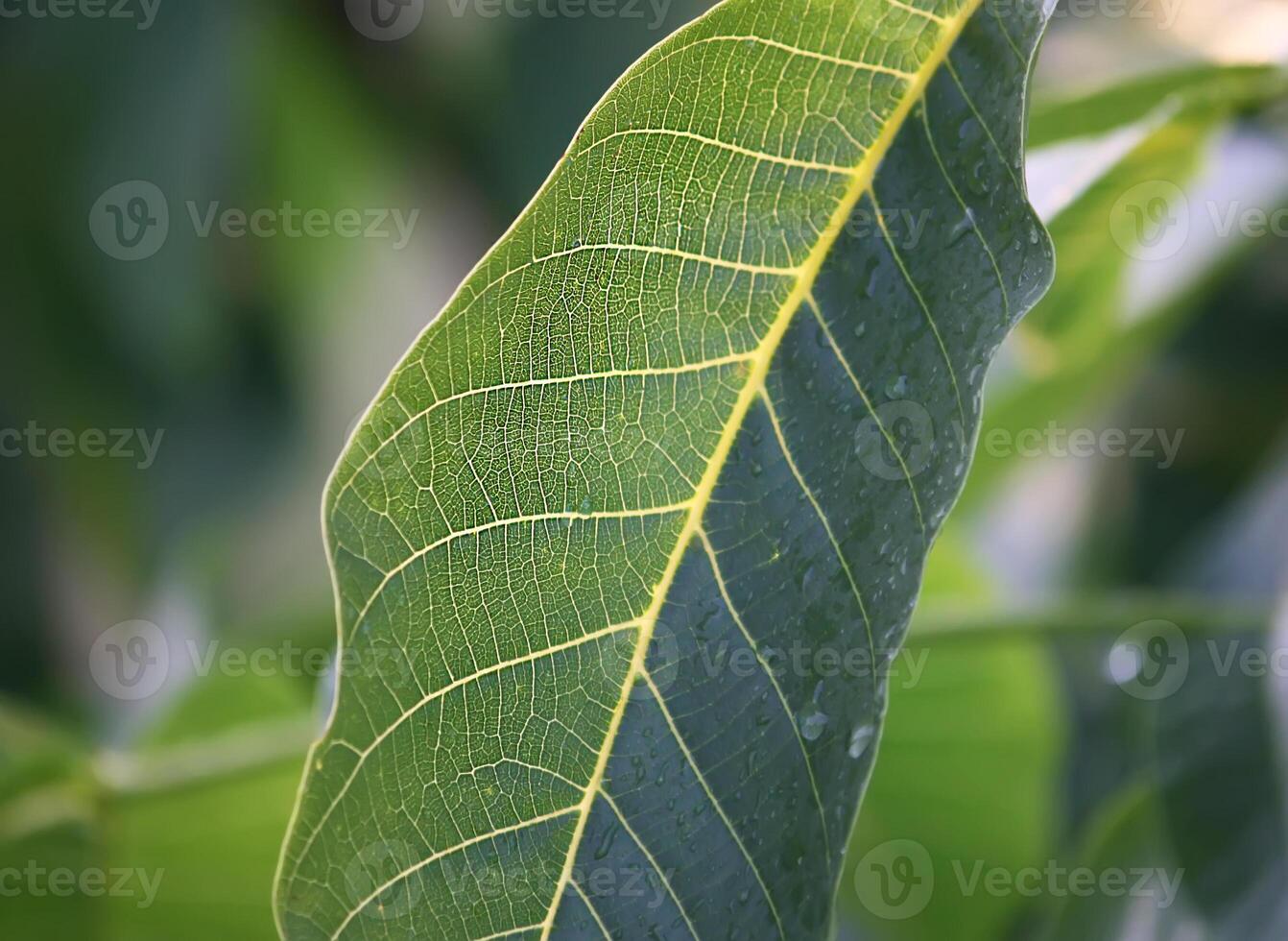 Green walnut leaves photo