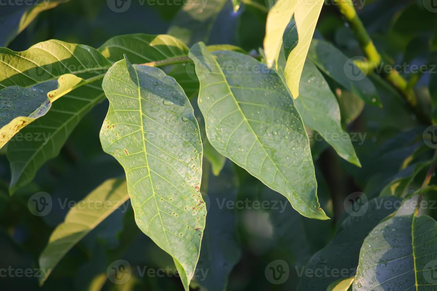 Green walnut leaves photo
