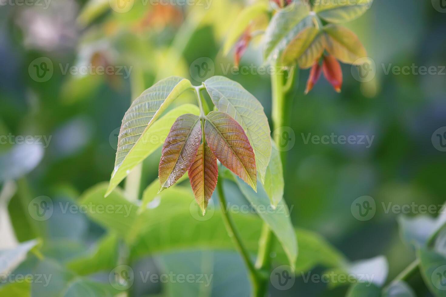 Green walnut leaves photo