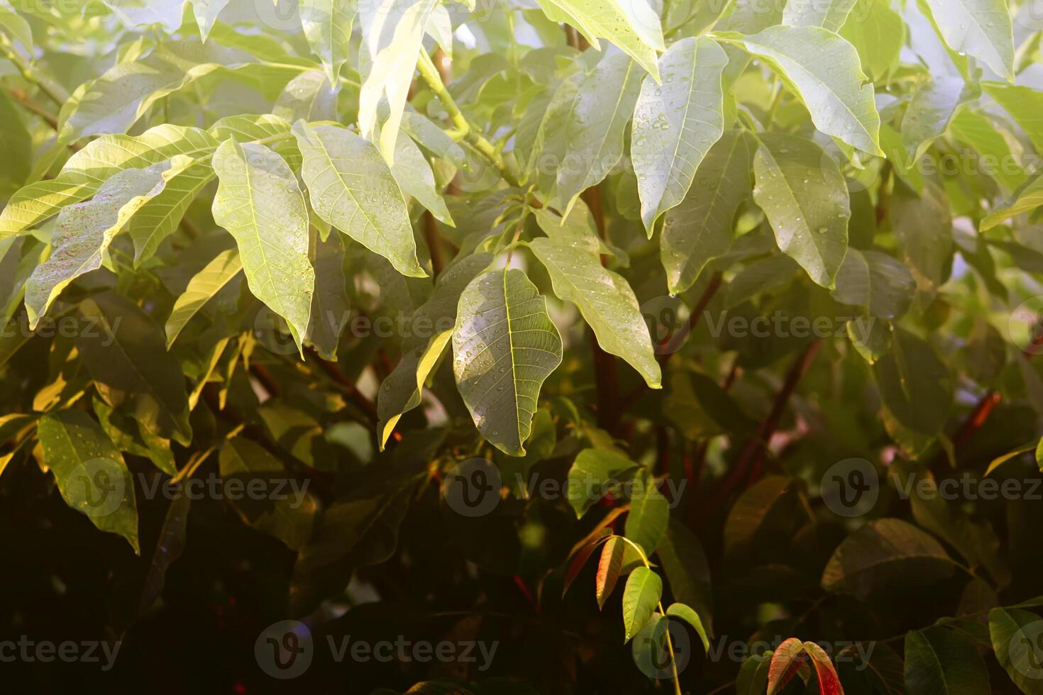 Green walnut leaves photo