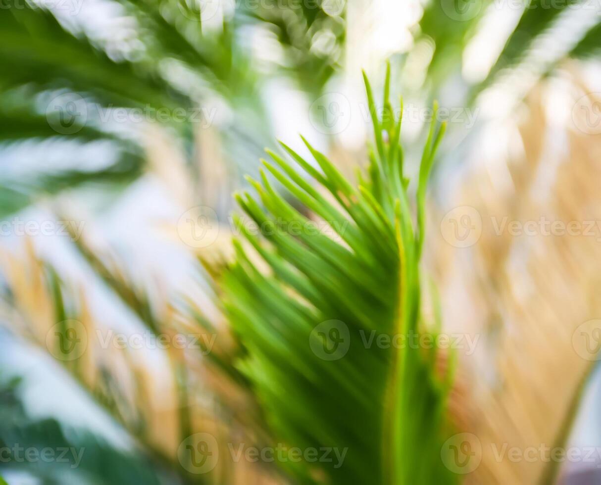Green palm leaves in soft sunlight. Natural tropical plant background. photo