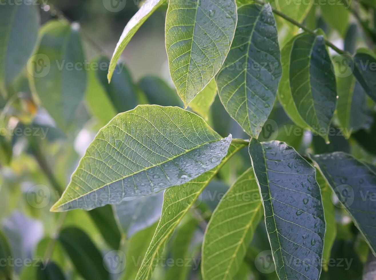Green walnut leaves photo
