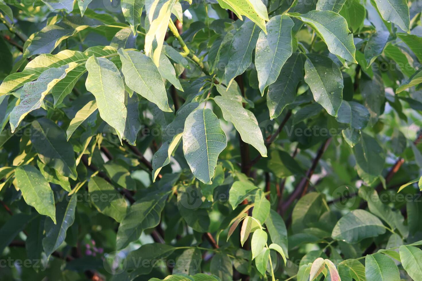 Green walnut leaves photo