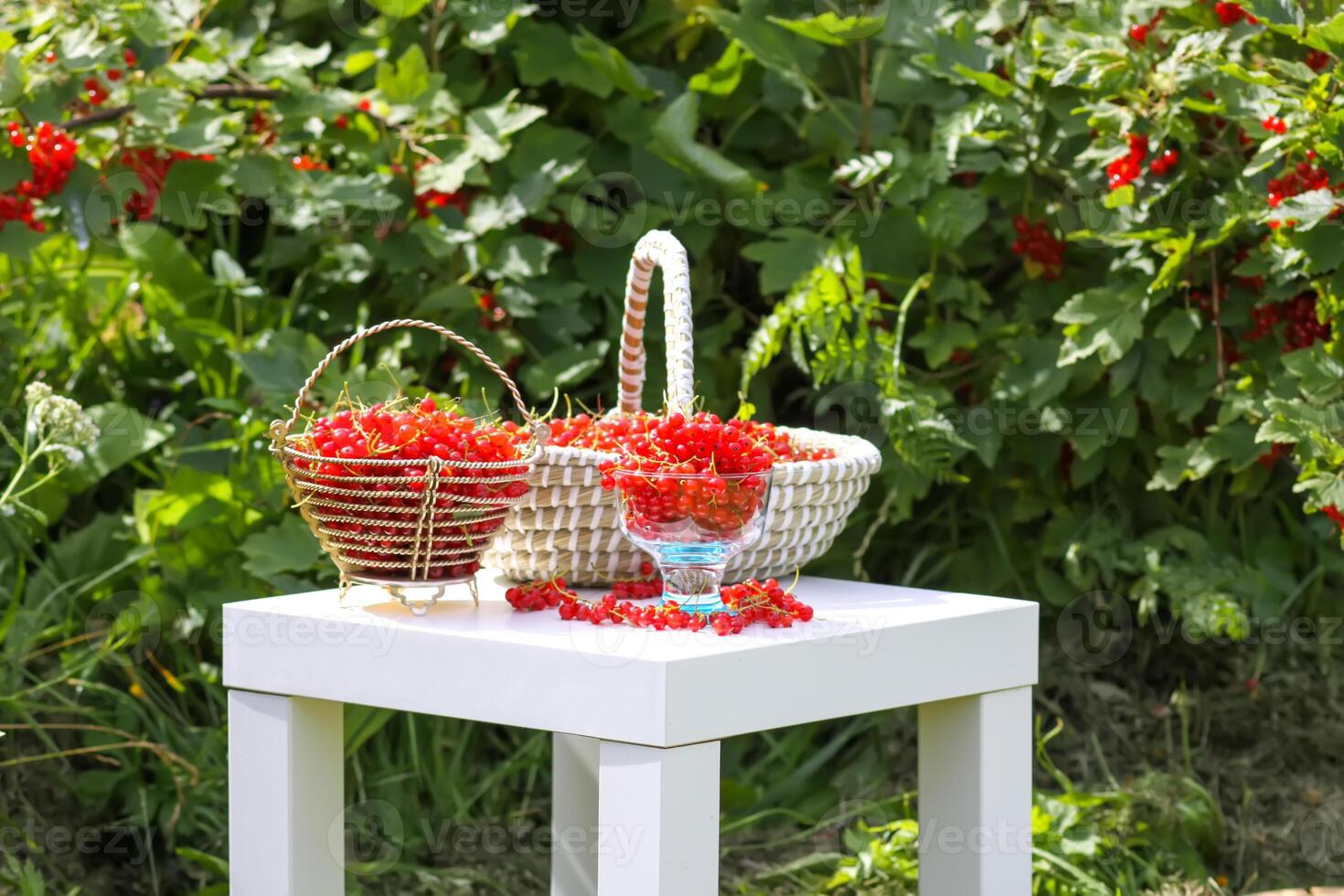 Red currant berries in the berry picking season in the countryside. photo