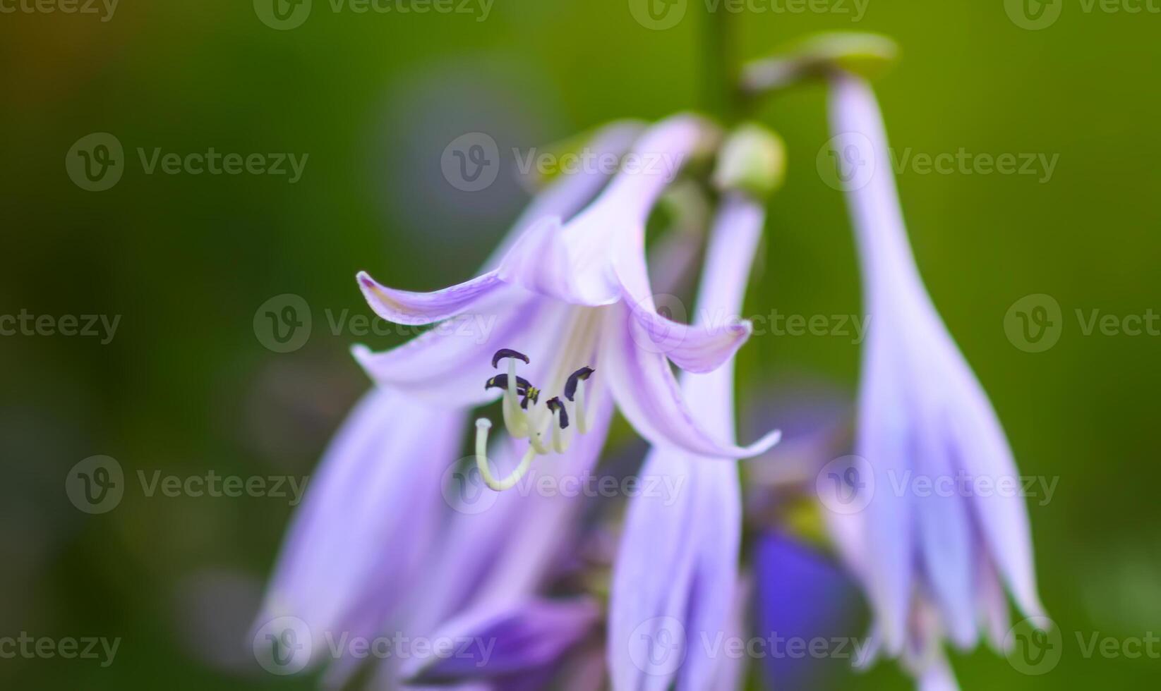 Close up on a Hosta purple flowers. Hosta plants in summer garden, plantain lilies. photo