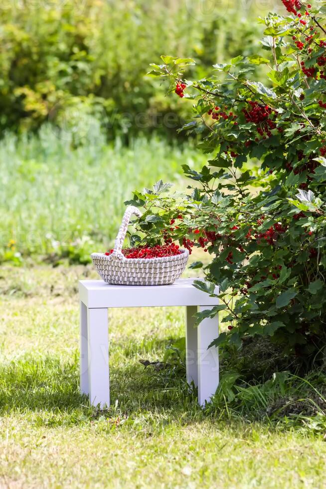 Red currant berries in the berry picking season in the countryside. photo