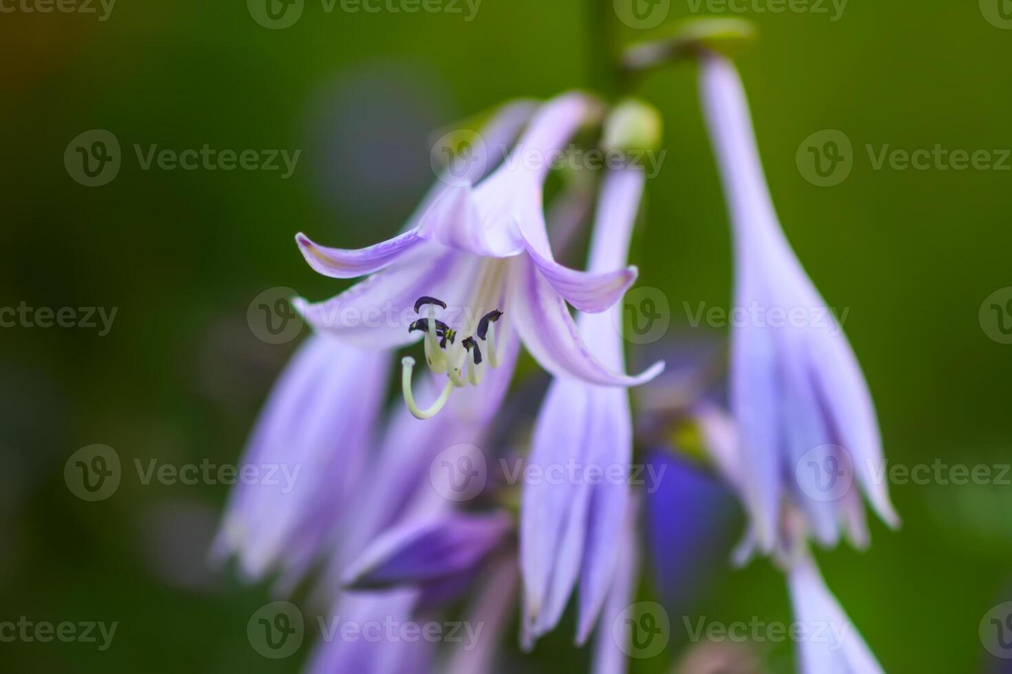 Close up on a Hosta purple flowers. Hosta plants in summer garden, plantain lilies. photo