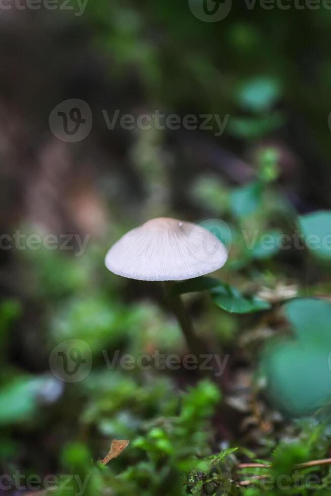 Wild mushroom growing in forest photo