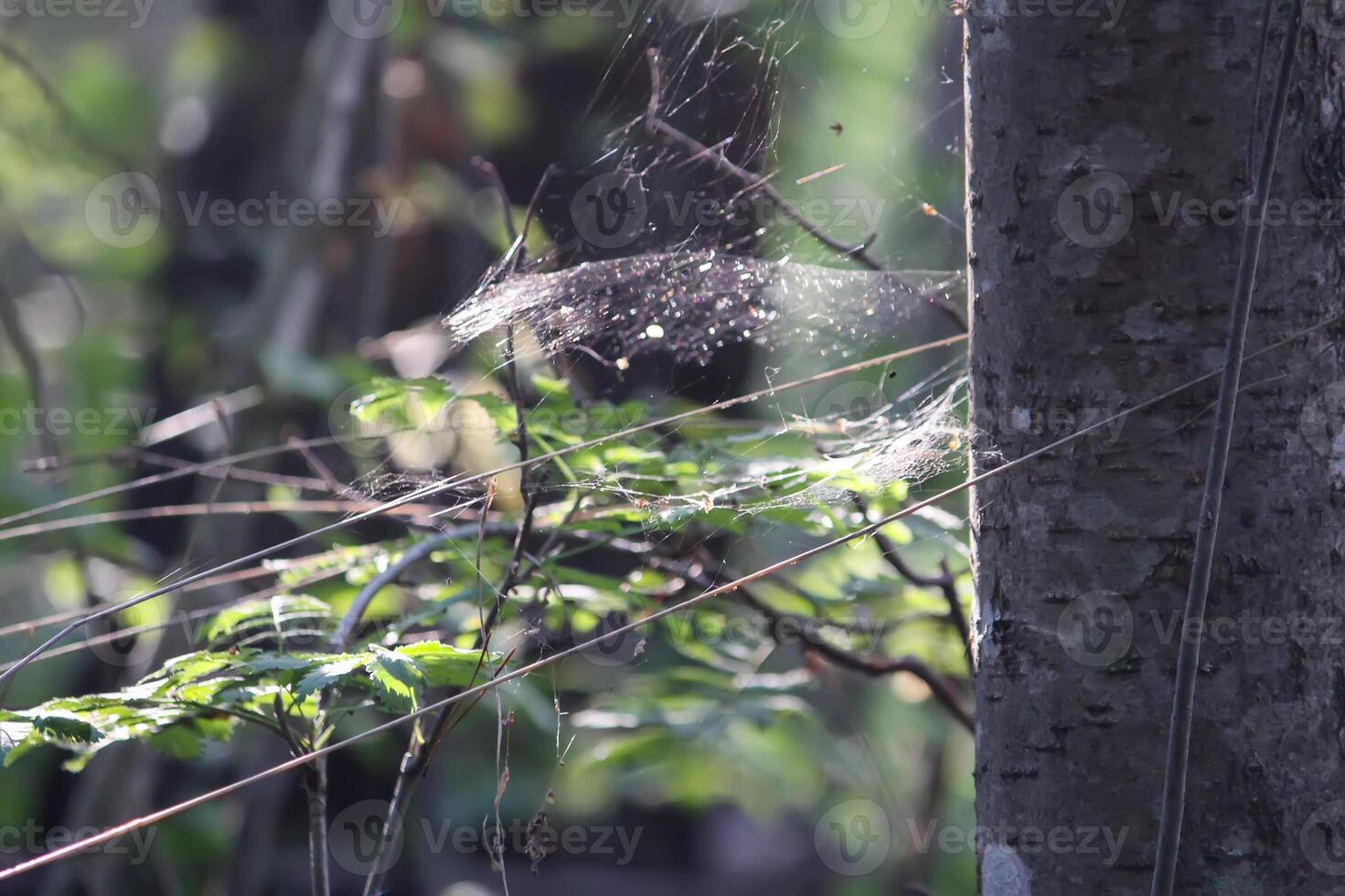 Tree branches with spider web in sunlight in summer forest. Light and shadows. Summer nature details. photo