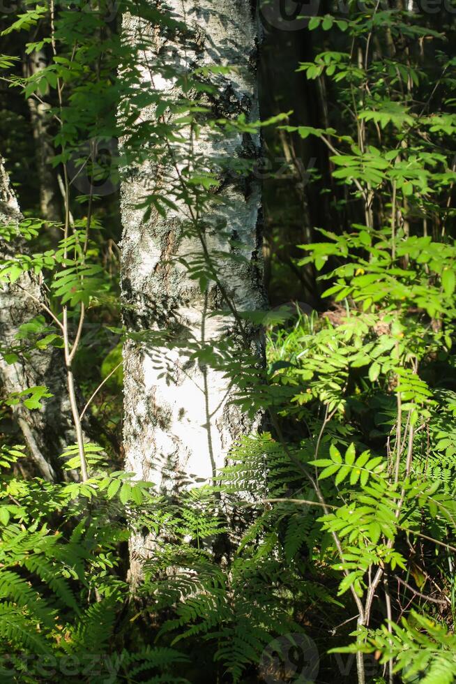 Tree branches in sunlight in summer forest. Light and shadows. Summer nature details. photo