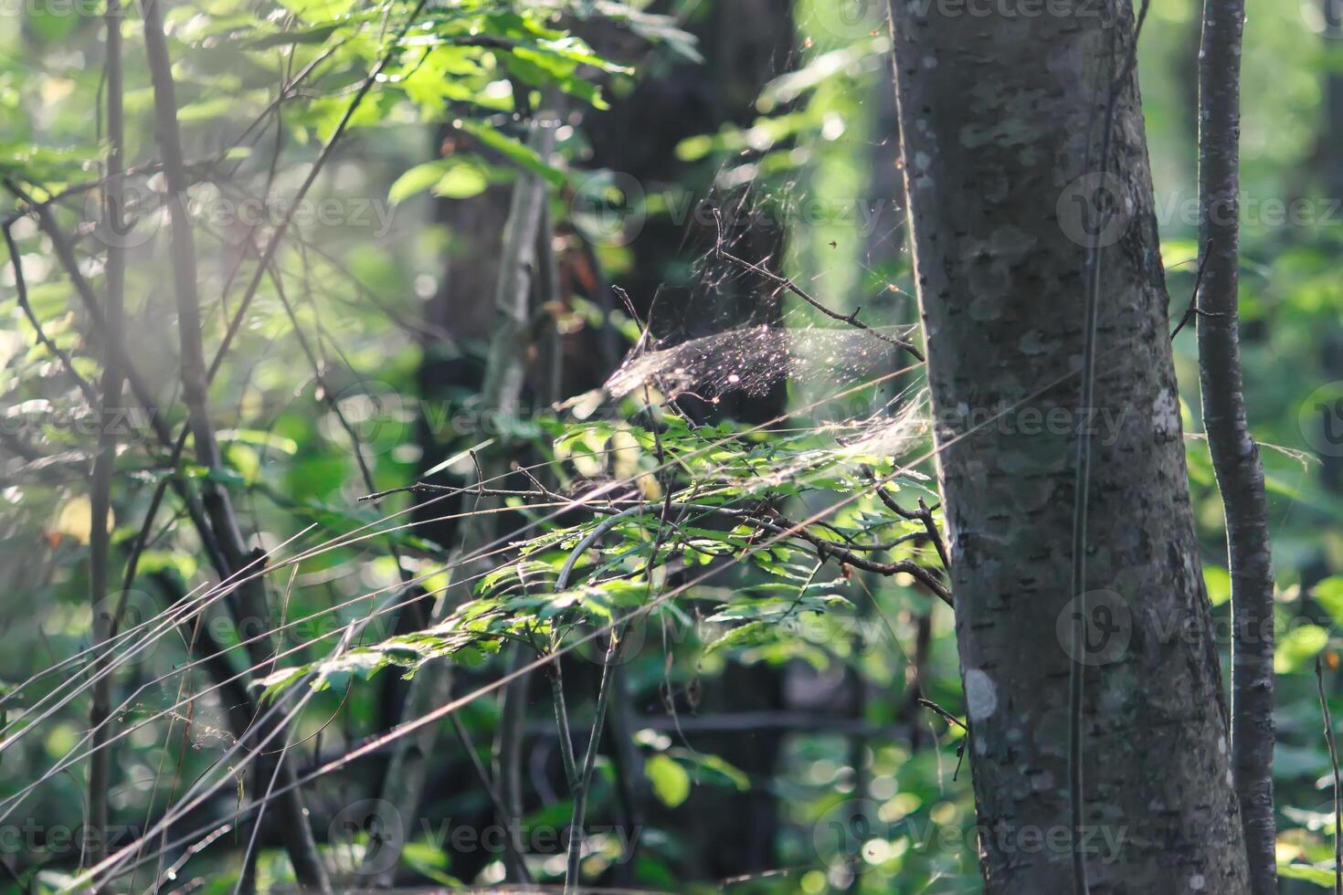 Tree branches with spider web in sunlight in summer forest. Light and shadows. Summer nature details. photo