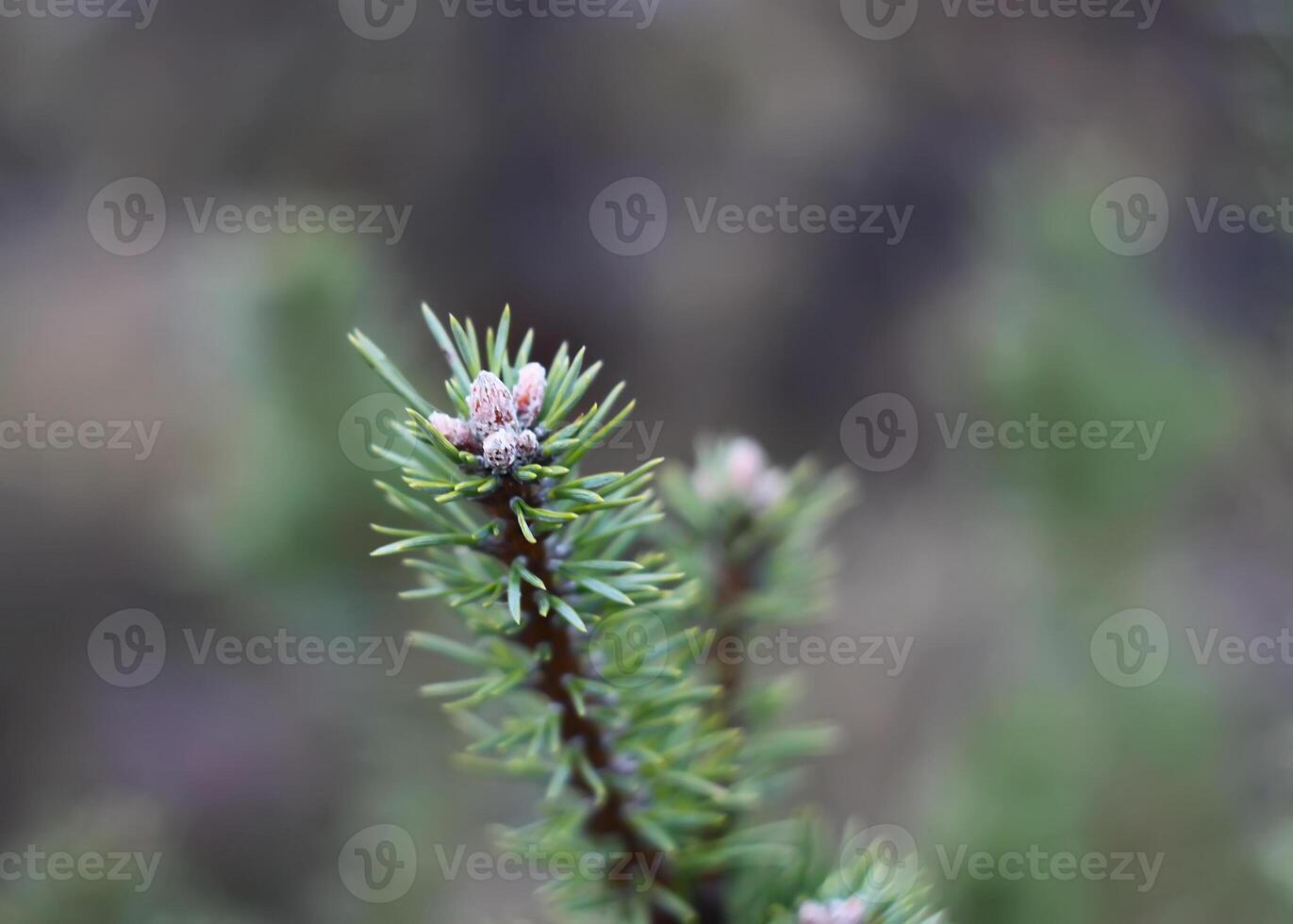 Pine tree closeup photo
