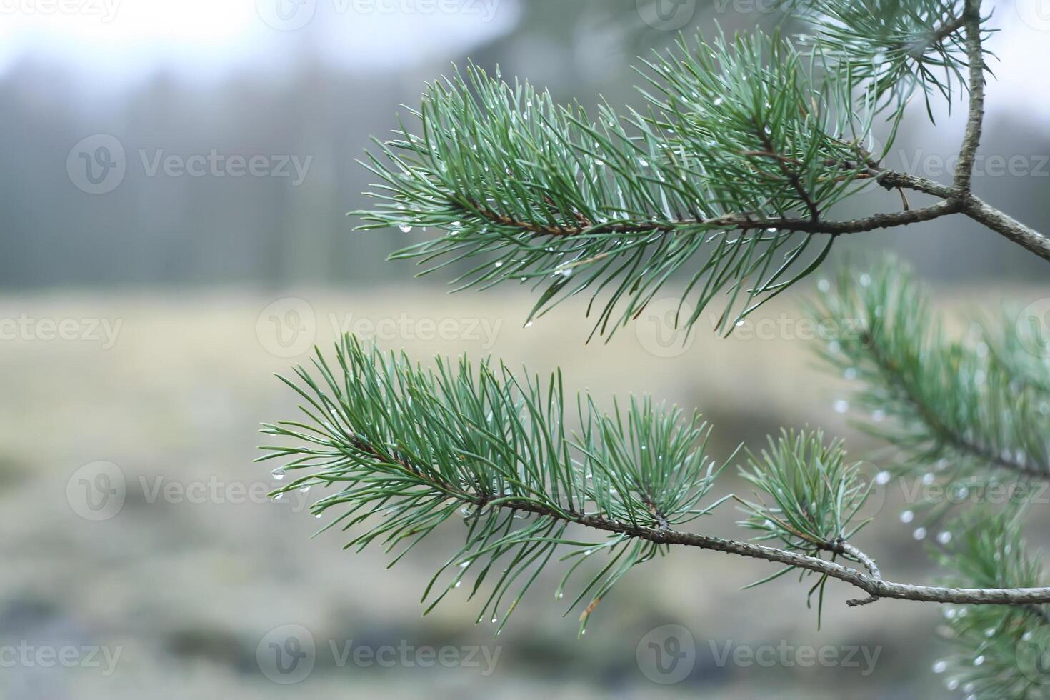 Pine tree closeup photo