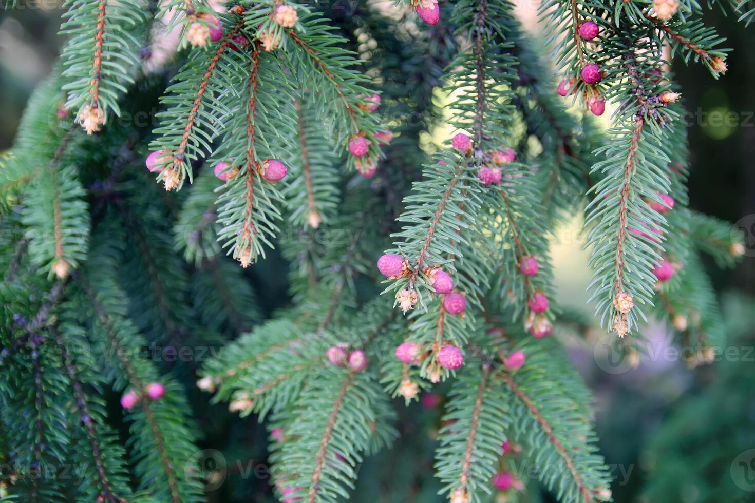 Green branches of spruce tree photo