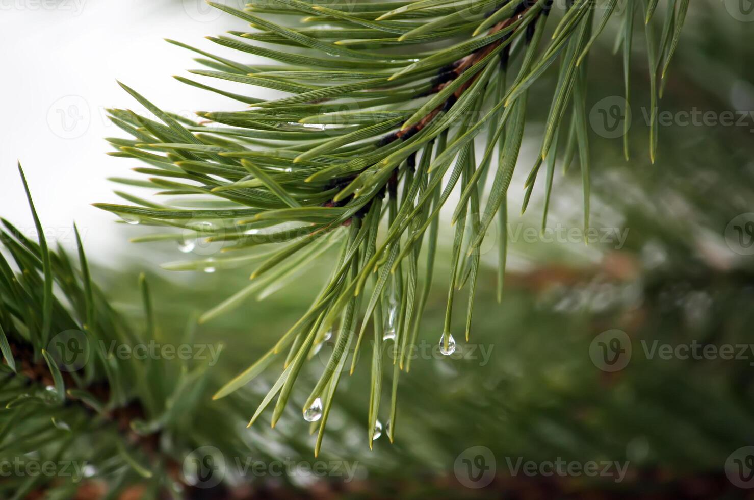 Beautiful pine tree branches photo