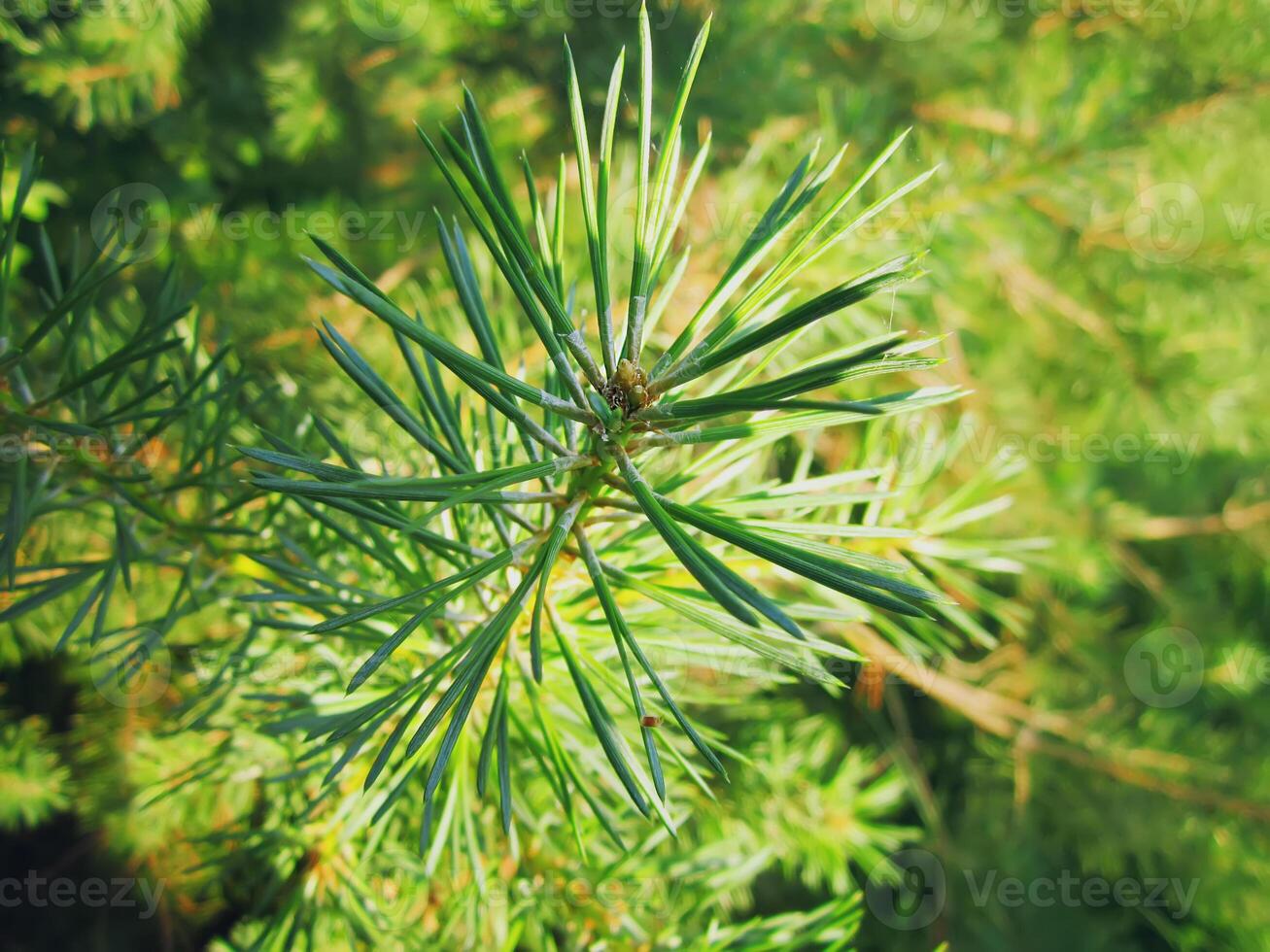 Beautiful pine tree branches photo