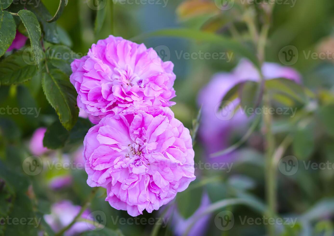 Pink roses in the garden. Decorative garden plants blooming outdoors photo