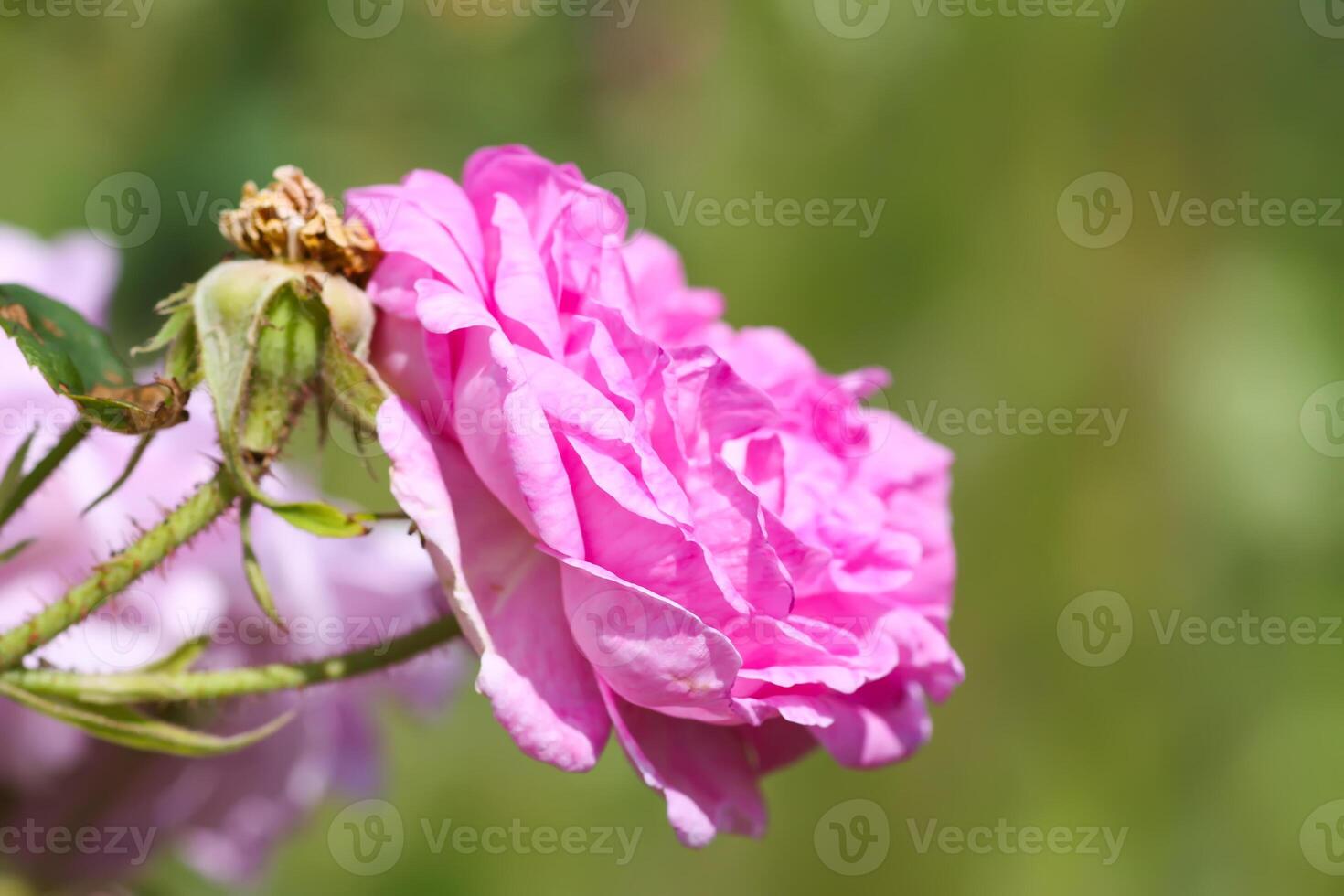 Pink roses in the garden. Decorative garden plants blooming outdoors photo