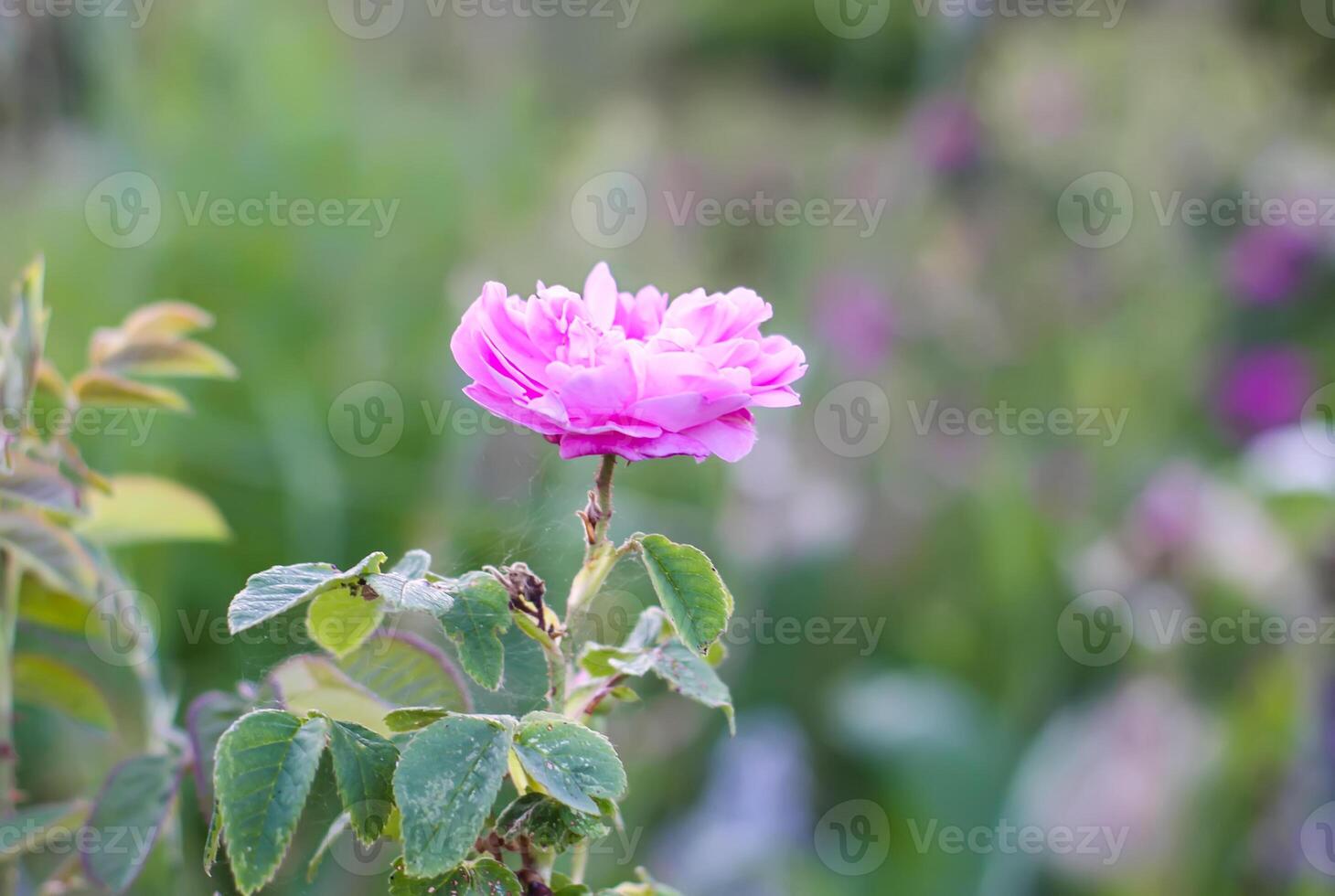 Pink roses in the garden. Decorative garden plants blooming outdoors photo