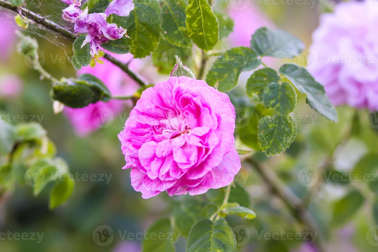 Pink roses in the garden. Decorative garden plants blooming outdoors photo