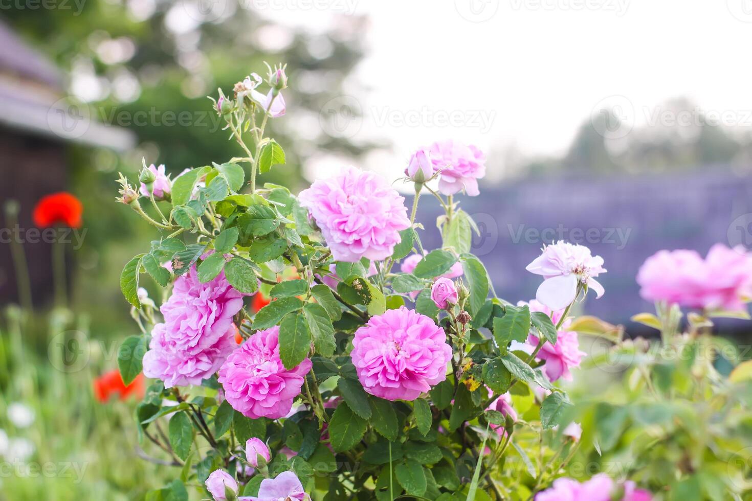 Pink roses in the garden. Decorative garden plants in the countryside. photo