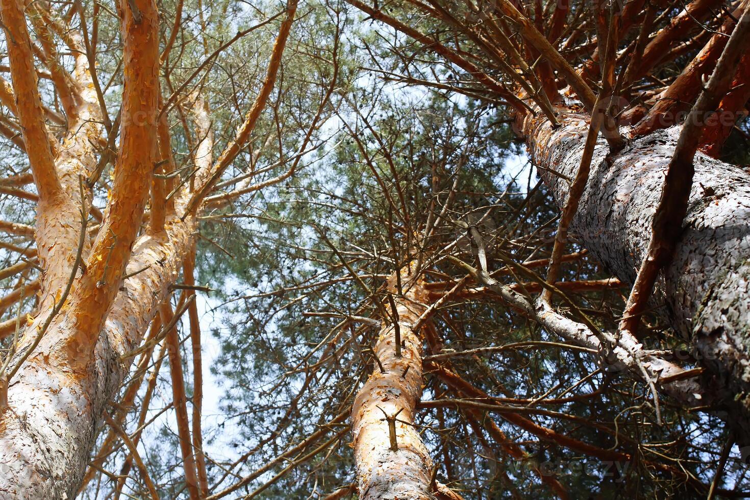 Pine tree tops in sunlight photo