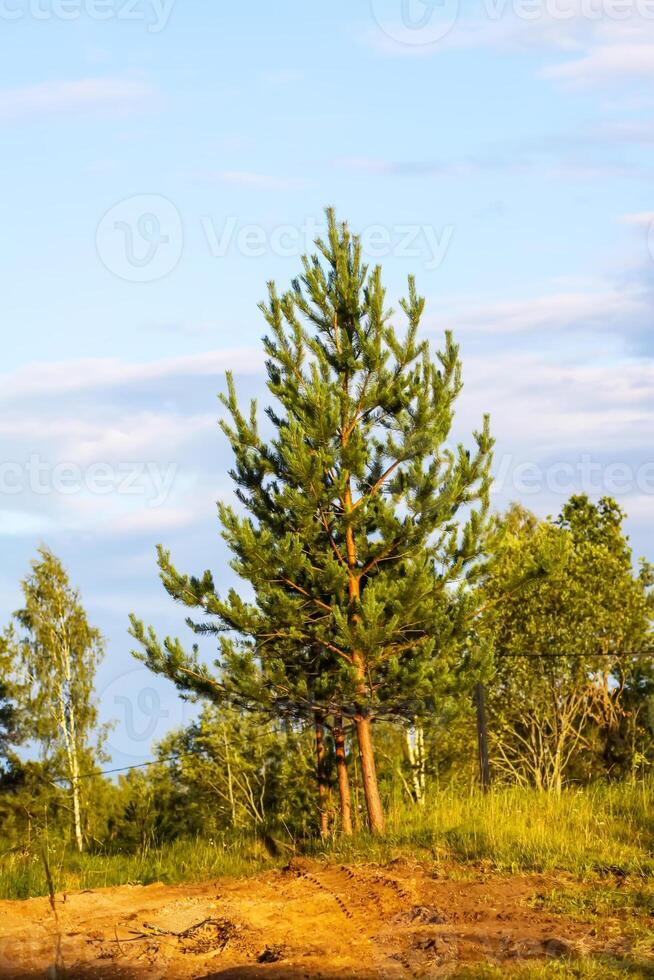 Rural landscape with a group of the pine trees in a summer day. photo