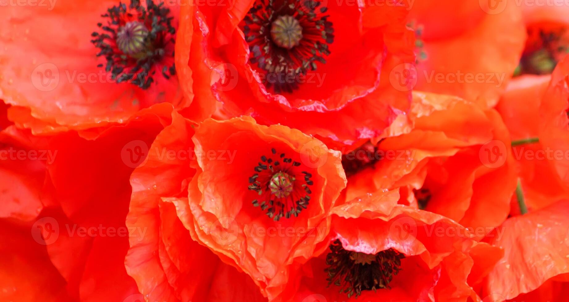 Red poppy flowers in sunlight photo