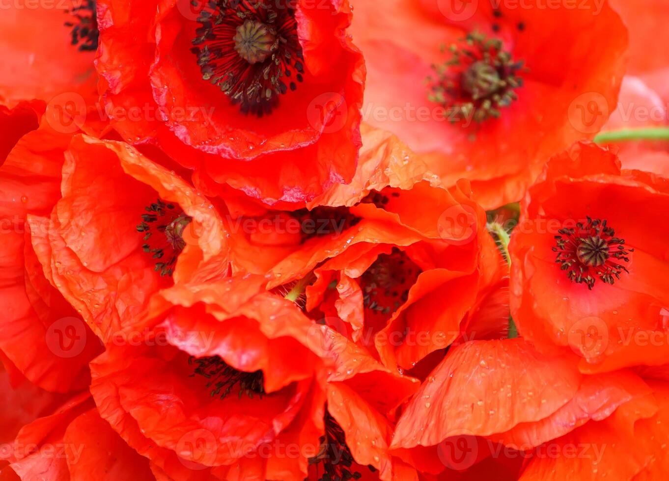 Red poppy flowers in sunlight photo