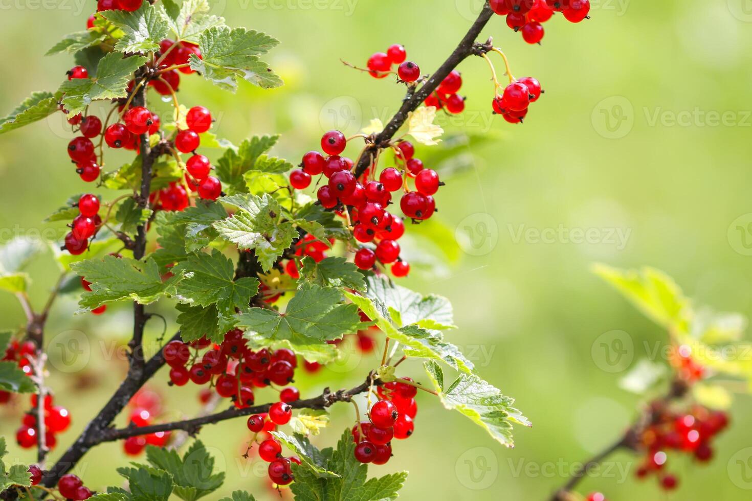 Ripe red currant in a summer garden photo