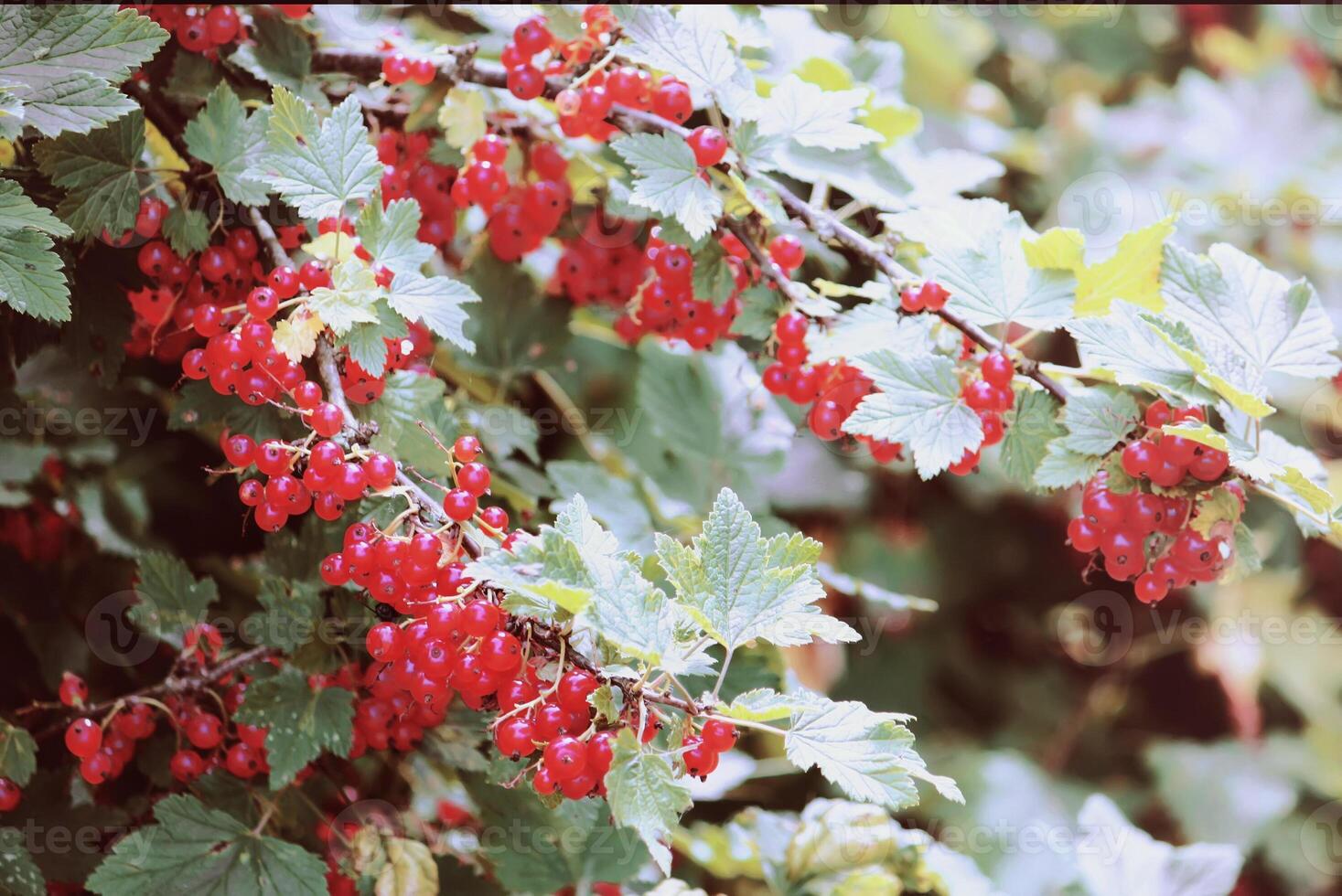 Red currants in the garden photo