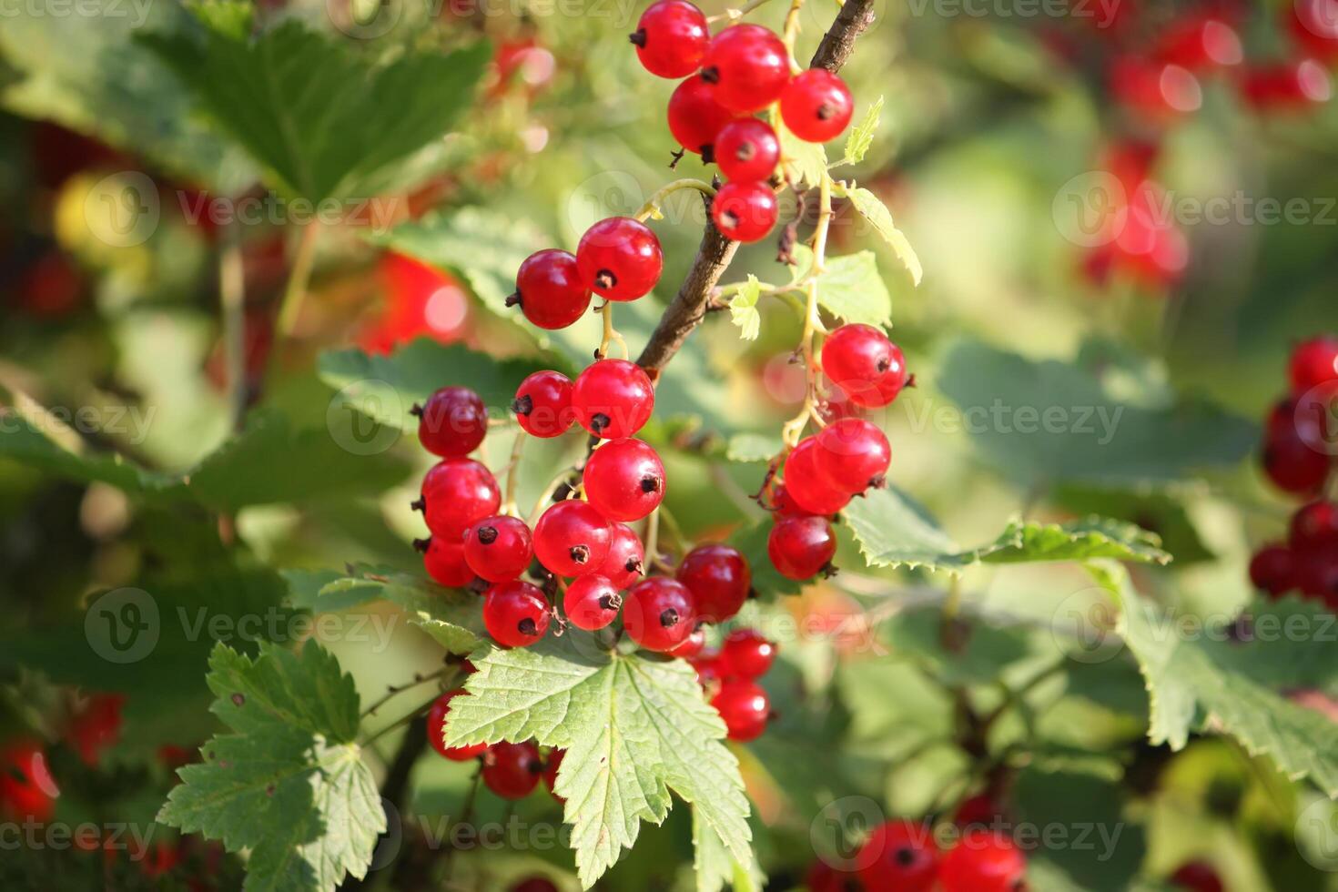 Red currants in the garden photo