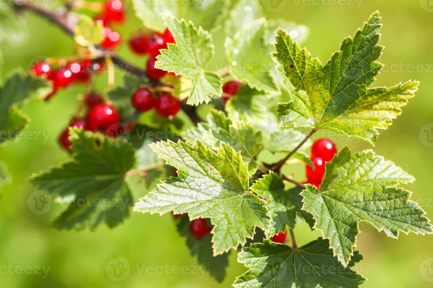 Ripe red currant in a summer garden photo
