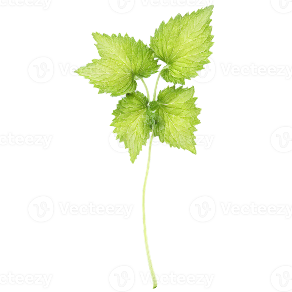 Shiso leaves dancing in a unique citrusy mint flavored breeze Perilla frutescens Food and Culinary png