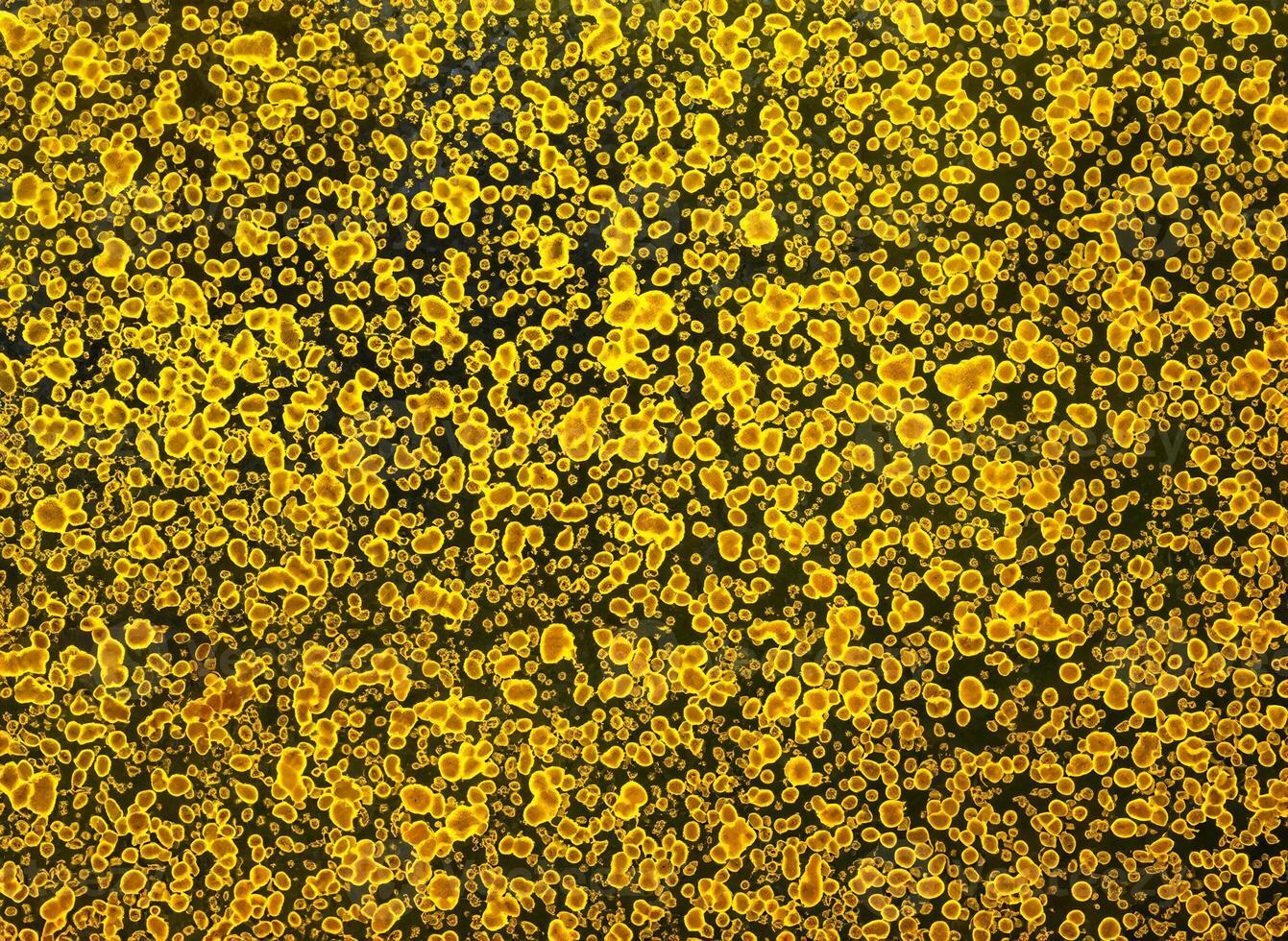 Close-Up of Golden Patterned Surface with Oblong Shapes and Circles photo