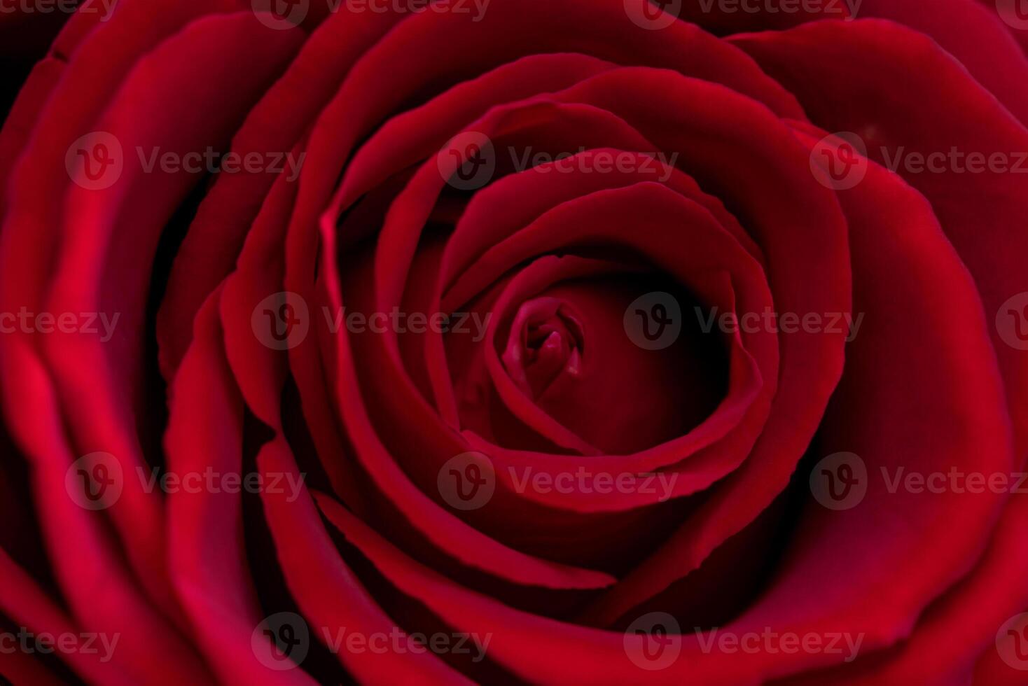 Close-Up of a Red Rose Captured with a Macro Lens photo