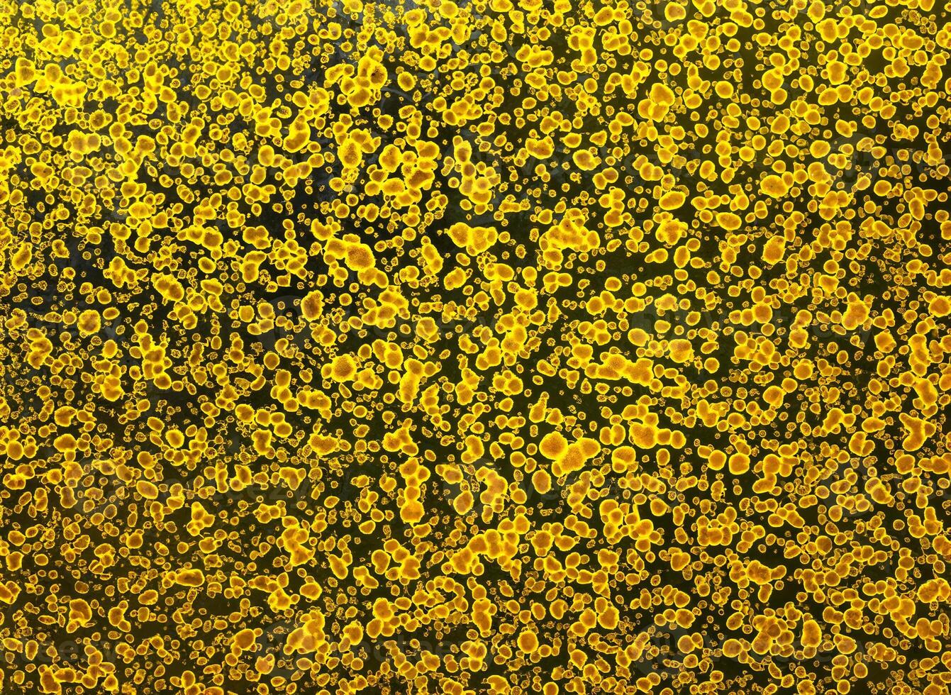 Close-Up of Golden Patterned Surface with Oblong Shapes and Circles photo