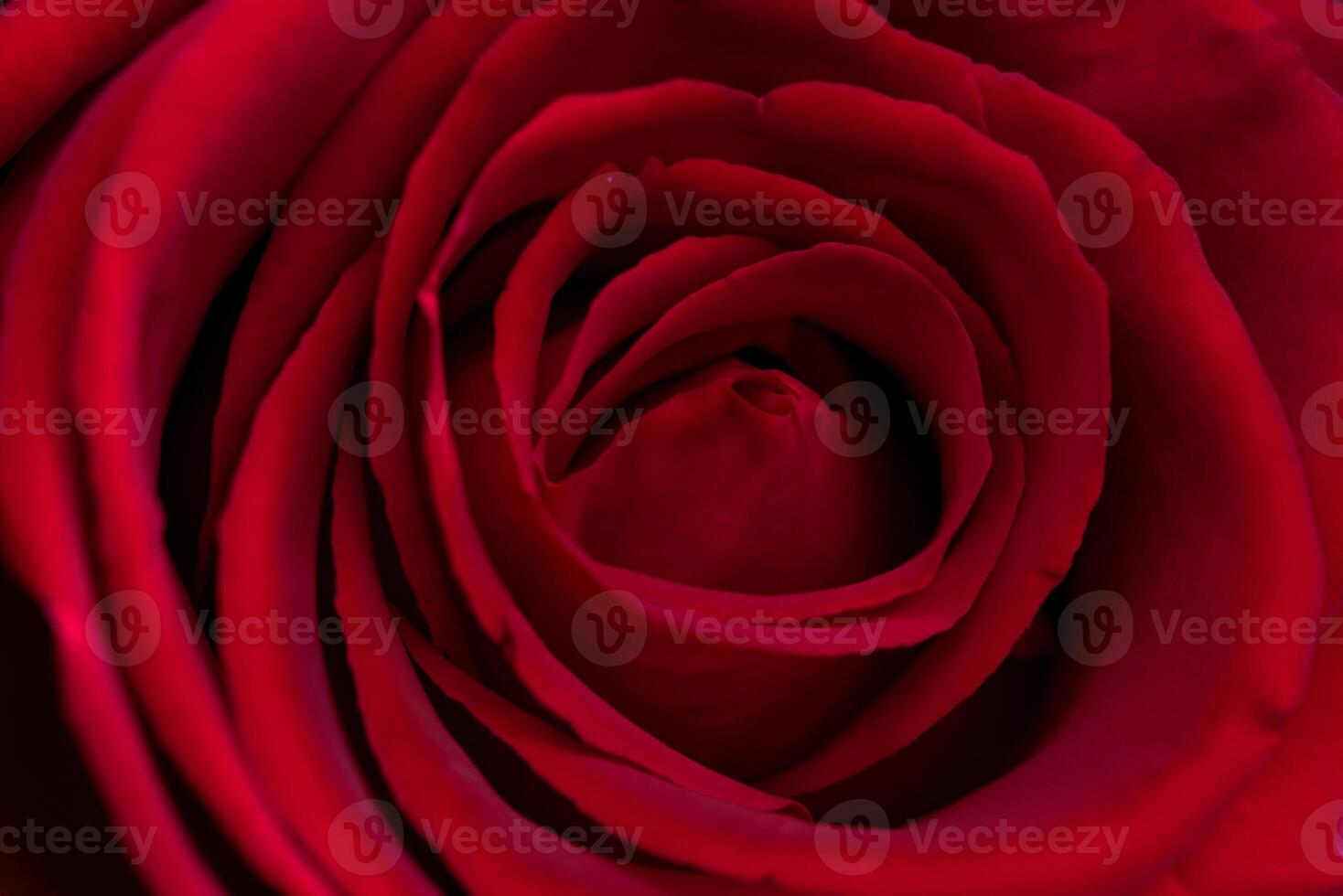 Close-Up of a Red Rose Captured with a Macro Lens photo