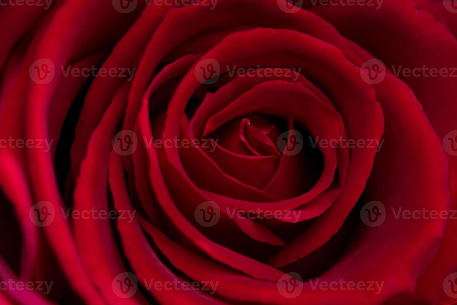 Close-Up of a Red Rose Captured with a Macro Lens photo